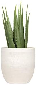 Creative Co-Op Large Matte White Embossed Stoneware Planter - Image 5