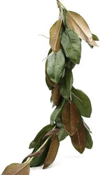 Serene Spaces Living 50in Long Artificial Magnolia Leaf Garland, Ideal to Hang at Wedding, Store Display, Window Sill, Fall Decor, Perfect Holiday Décor, Set of 4 by SereneSpacesLiving