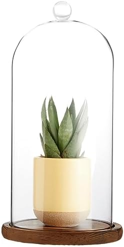 Farmlyn Creek Glass Dome Cloche Display Case - 5.1 x 5.1 x 10 in, Clear Dome & Wood Base - Cloche & Glass Cover - Succulent & Collectible Display - Image 6