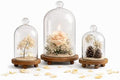 KMwares 3pcs Glass Bell Shape Dome Set (5.7"/4.9"/4.3") | Cloche Display with Wood Base | Empty Domes, Not Included Decorations by KMwares