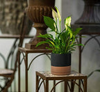 D'vine Dev 2-Pack Ceramic Pots with Saucers, Black/Tan, 8 in, 94-V-D-7 - Image 6