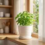 8 Inch Ceramic Plant Pot, White - Image 6