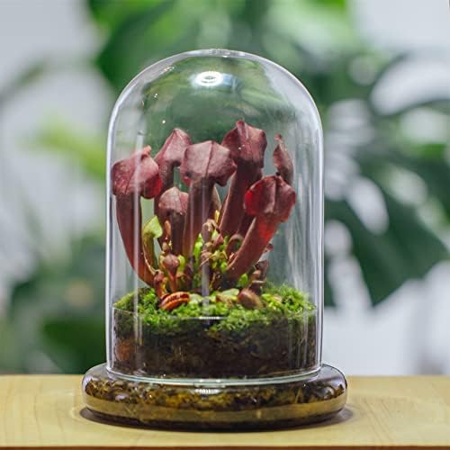 NCYP Glass Cloche Dome with Air Hole and Base, 5.9 x 5.9 x 8.2 Inches - Image 2