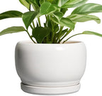 SQOWL Ceramic Planters for Indoor Plants - 8 Inch Plants Pot, Round Outdoor Flower Pot with Drainage Hole and Saucer, Decorative Modern Planter, Kitchen Decor, House Gifts, White by SQOWL