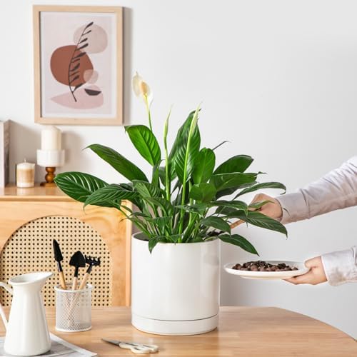 vancasso Ceramic Plant Pots, 8.25 Inch Ceramic Pot for Plants, Planters Pots for Indoor Plants with Drainage Holes, Flower Pot for Indoor House Plant, White - Image 6