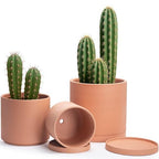 D'vine Dev 3-Pack Classic Terracotta Pots & Saucers, 8/10/12 in, 40-T-D-0 by DvineDevPlanterPotsandStand