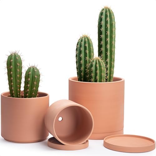 D'vine Dev 3-Pack Classic Terracotta Pots & Saucers, 8/10/12 in, 40-T-D-0 by DvineDevPlanterPotsandStand