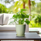 Ceramic Pots for Plants - Modern Round 8 Inch Planter with Drainage Hole and Plant Saucer for Flower Indoor Outdoor, Home Decor, House Warming Gifts, Green - Image 6