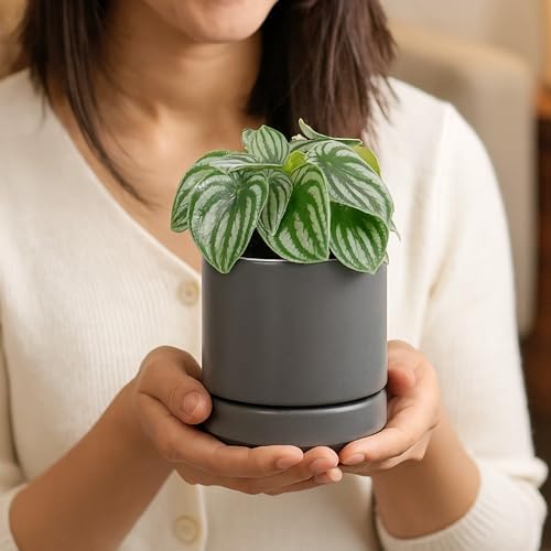 D'vine Dev 4-Pack Ceramic Pots with Saucers, Grey, 4.7 in, 94-X-B-3 - Image 2