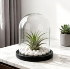 Glass Cloche Bell Jar Display Dome 6x7 Inch, Clear High Borosilicate Glass Bell Jar with Black Wooden Base, Dustproof Display Case for Plants Candles Jewelry Home Wedding Decor - Image 5