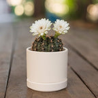 D'vine Dev Set of 4 Small Ceramic Plant Pots, 3.5 Inch Succulent Planter Pot for Plants with Drainage Hole and Saucer, Oatmeal, 94-X-A-8 - Image 5