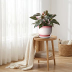 8 Inch Ceramic Plant Pot, Pink + White - Image 2