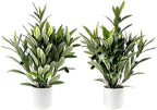 2 Pcs Artificial Olive Potted Plants, 16" Faux Greenery with Pot, Fake Green Plants Olive Stems Tables Centerpiece for Desk Shelf Cabinet Bedroom Livingroom Kitchen Indoor Home Decor by Unknown