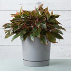 Root & Vessel Majestic Full Depth Round Cylinder Pot, Glossy Gray, 14-Inch (10140) - Image 2