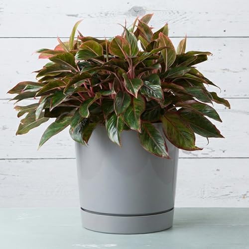 Root & Vessel Majestic Full Depth Round Cylinder Pot, Glossy Gray, 14-Inch (10140) - Image 2