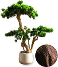 Artificial Bonsai Tree 26" Tall with Realistic Wood and Ceramic Pot, Fake Plants for Home, Bedroom and Office Desk, Japanese Decor by Unknown
