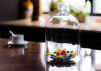 CYS EXCEL Glass Bell Dome Cloche (H:12" W:8.5") | Multiple Size Choices Enchanted Rose Glass Cover | Cake Dessert Display | Terrarium Jar Plant Cover - Image 7