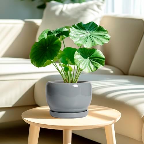 SQOWL Ceramic Pot for Plants - 8 Inch Plant Pot Indoor with Drainage Hole and Saucer, Round Planter Outdoor, Decorative Modern Planter for Flower, Bedroom Decor, Plant Lovers Gifts, Gray - Image 2