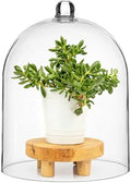 Transparent Acrylic Cloche, 10×13" Thick Acrylic Dome, Large Display Cover, Dust-Proof Centerpiece Display Dome, Decorative Showcase Cover for Plants, Candles, Cakes by Homaisson