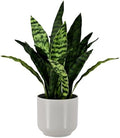 Fake Snake-19”tall Artificial Indoor Potted Plant for Home Decor-Green by Unknown