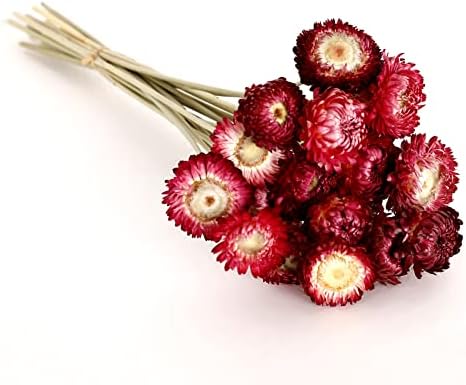 MIHUAGE Dried Flower 40PCS Daisy Bouquet 100% Natural Chrysanthemum Dry Flower with Stem for Vase Home décor Party DIY Arrangement Wheat Straw Bulk (Burgundy) - Image 3