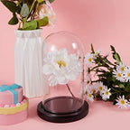 Suclain 4Pc Glass Dome Cloche with Wood Base, Black, 4.3/5.1/5.9/6.7 x 3.8 - Image 3