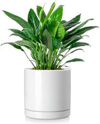 vancasso Ceramic Plant Pots, 8.25 Inch Ceramic Pot for Plants, Planters Pots for Indoor Plants with Drainage Holes, Flower Pot for Indoor House Plant, White by vancasso