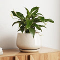 LE TAUCI Ceramic Planter, 10 Inch, Large Plant Pot, Reactive Glaze Beige by LETAUCI