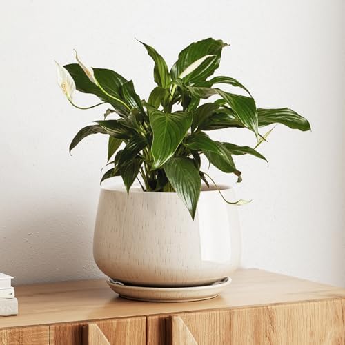 LE TAUCI Ceramic Planter, 10 Inch, Large Plant Pot, Reactive Glaze Beige by LETAUCI