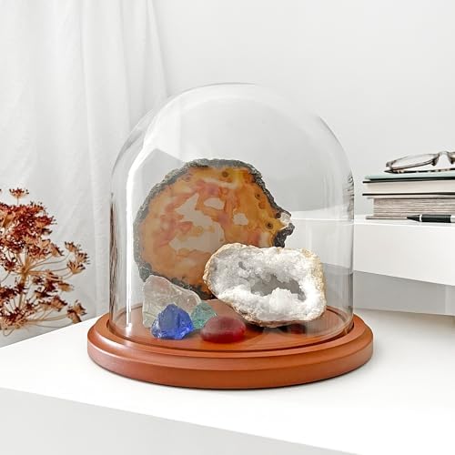 Plymor 8" x 8" Glass Display Dome Cloche (Walnut MDF Base) - Image 2