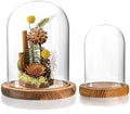 2 Pack Glass Cloche Domes with Wooden Bases, Glass Display Bell Jars by ForCrystalLovers