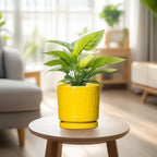 Eightpot 6 Inch Pots for Plants, Ceramic Pots for Plants with Drainage Holes and Tray, Round Planter for Indoor Outdoor, Modern Plant Pot, Decorative Flower Pot, Table Decor, Teacher Gift, Yellow - Image 6