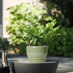 SQOWL Ceramic Pot for Plants - 6 Inch Planter for Indoor Outdoor Plants, Round Decorative Flower Pot with Drainage Hole and Saucer, Modern Small Planter, Patio Decor, Garden Gifts, Green - Image 4