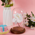 Suclain 4Pc Glass Dome Cloche with Wood Base, Brown, 4.3/5.1/5.9/6.7 x 3.8 - Image 3
