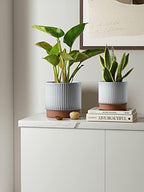LE TAUCI Ceramic Pots for Plants, 8+6.7+5.5 Inch Plant Pots Indoor, Flower Pot with Drainage Holes, Medium Cylinder Planters for Indoor House Plants, Set of 3, Reactive Glaze White - Image 2