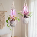 Macrame Plant Hangers - Beautiful Plants in Low Light by Unknown