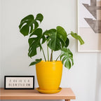 Ceramic Plant Pot - 8 Inch Planter Pot with Drainage Hole and Saucer Round Planter for Indoor Outdoor Plants Flower Pot for Home Patio Garden Office Yellow - Image 2
