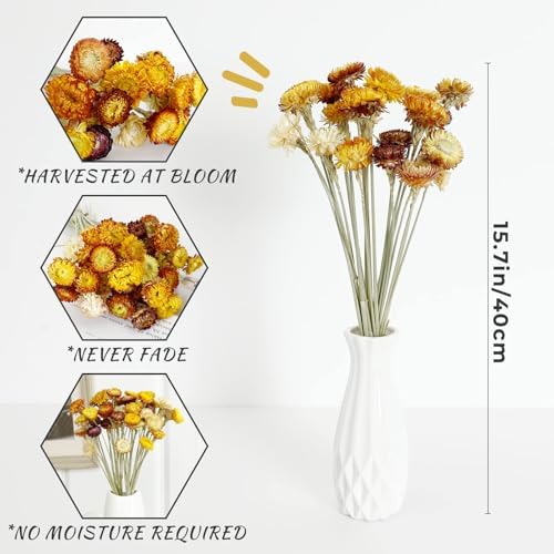 MIHUAGE Dried Flower 40PCS Daisy Bouquet 100% Natural Chrysanthemum Dry Flower for Vase Home décor Party DIY Arrangement Wheat Straw Bulk （Multi-Color） - Image 2