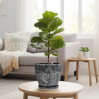 Ceraimc Planter - 8 Inch Plant Pot for Indoor Outdoor Plants, Decorative Round Planters, Flower Pot with Drainage and Saucer, Garden Porch House Room Decor, Plant Lover Gifts, Grey - Image 7
