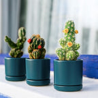 D'vine Dev 4-Pack Ceramic Pots with Saucers, Teal, 3.5 in, 94-X-A-9 - Image 6