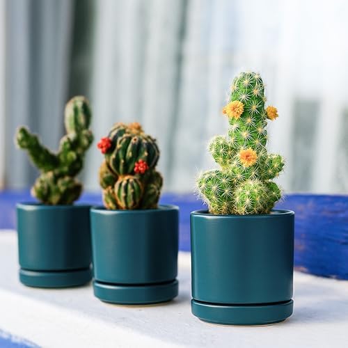 D'vine Dev 4-Pack Ceramic Pots with Saucers, Teal, 3.5 in, 94-X-A-9 - Image 6