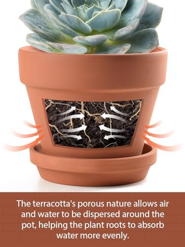 INGOFIN 4 Inch Terracotta Pots with Saucers, 8 Pack Shallow Clay Plant Pots with Drainage Holes for Succulents, Cactus, Herbs, Small Terra Cotta Pots for Indoor Outdoor, Set of 8 - Image 3