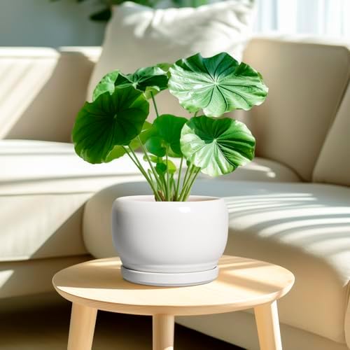 SQOWL Ceramic Planters for Indoor Plants - 8 Inch Plants Pot, Round Outdoor Flower Pot with Drainage Hole and Saucer, Decorative Modern Planter, Kitchen Decor, House Gifts, White - Image 2