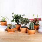 INGOFIN 5 Inch Terracotta Shallow Pots Set with Saucer - Ceramic Clay Pots with Drainage Hole, Terra Cotta for Plants for Indoor Outdoor Plants, Set of 6 - Image 6