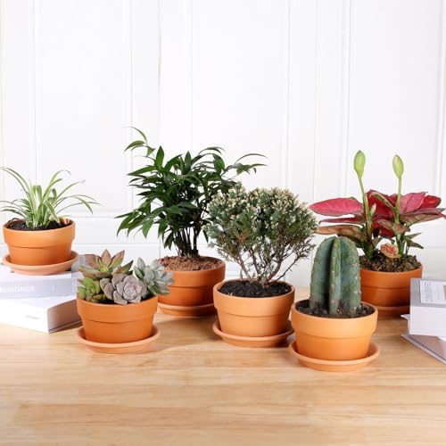 INGOFIN 5 Inch Terracotta Shallow Pots Set with Saucer - Ceramic Clay Pots with Drainage Hole, Terra Cotta for Plants for Indoor Outdoor Plants, Set of 6 - Image 6
