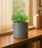 D'vine Dev 4-Pack Ceramic Pots with Saucers, Grey, 4.7 in, 94-X-B-3 - Image 6
