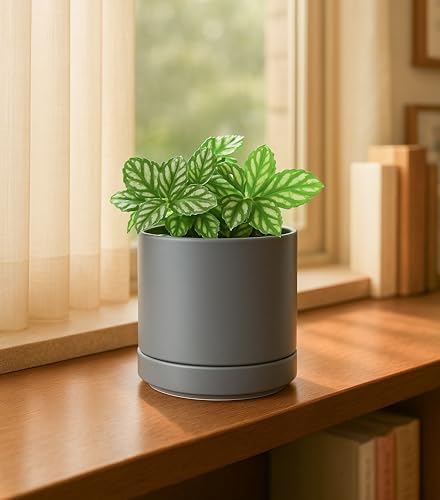 D'vine Dev 4-Pack Ceramic Pots with Saucers, Grey, 4.7 in, 94-X-B-3 - Image 6