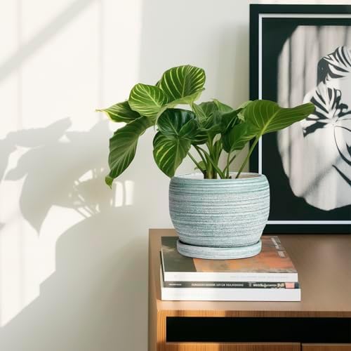 SQOWL Ceramic Plant Pots - 6 Inch Planter with Drainage Hole and Tray, Round Flower Pot for Indoor Plants, Decorative Succulent Planter Outdoor, Home House Decor, Gifts for Women Men, Green - Image 6