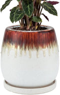 10.3 Inch Ceramic Glaze Plant Pot with Saucer, Flower Pots with Drainage Hole Mesh Net (Hemp-White) by Unknown