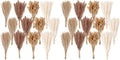 300 PCS Dried Flower Bouquet – Pampas Grass, Floral Decor for Home, Wedding, and Boho Style | Perfect for Vases, Fall, Spring, Summer, and Winter Arrangements (Pack of 2) by ANPROOR